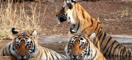 Sariska City Info
