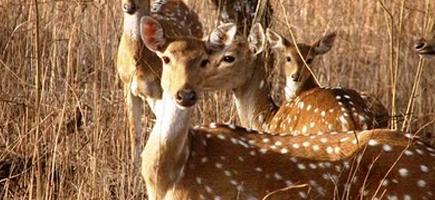 Sasangir City Info
