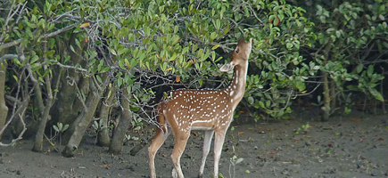 Sunderban City Info