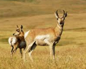 Wildlife Tours India