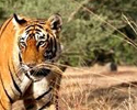 Indian Wilderness Tour